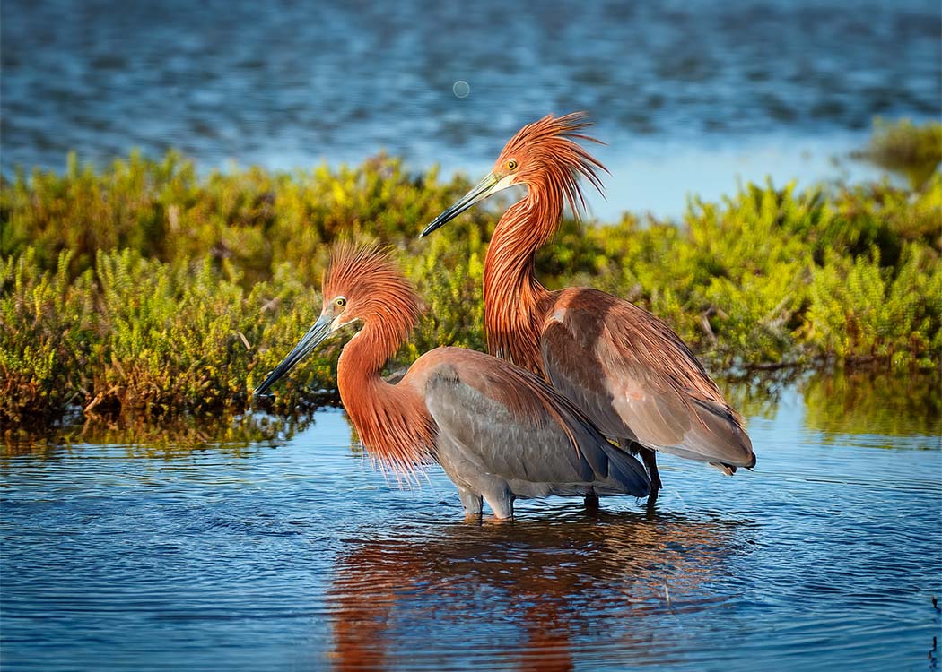Lakewood Ranch Community